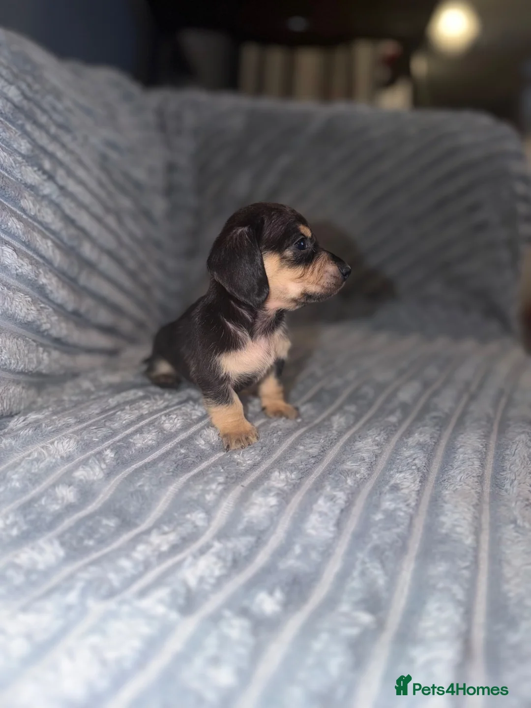 Miniature Dachshund dogs for sale: 10 week old boy miniature dachshund - Advert 4