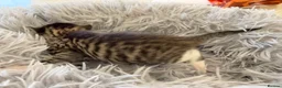 Bengal cats for sale: Beautiful half Bengal kittens - Advert 25