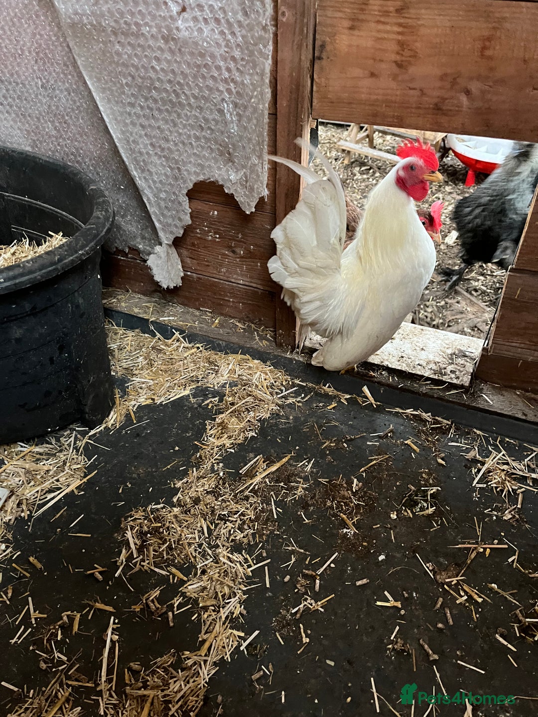 Chickens poultry for sale: Serama chicks from 12 to 24weeks - Advert 6