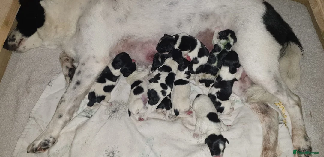 Sprollie dogs for sale: Intelligent & Affectionate Sprollie Puppies  - Advert 1