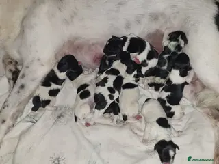 Sprollie dogs Intelligent & Affectionate Sprollie Puppies - Advert 1