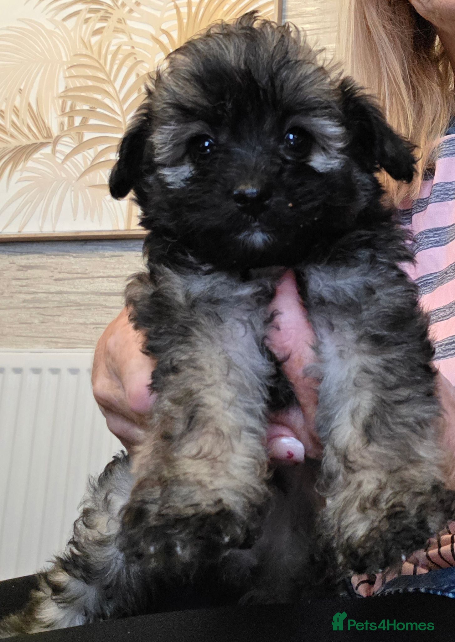 Jackapoo dogs Toy poodle 3/4 puppies  - Advert 1