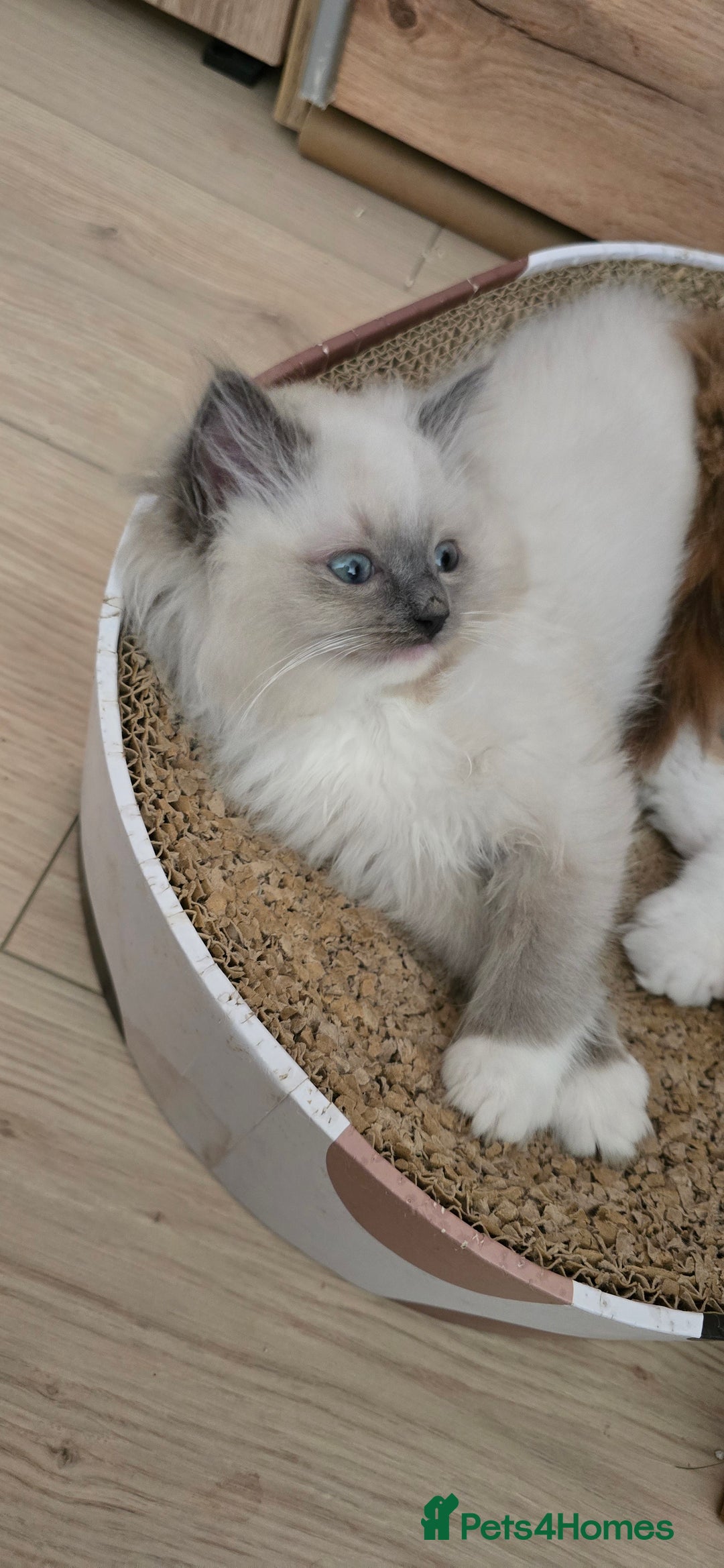 Ragdoll cats for sale: Stunning Ragdoll kittens .TICA registered  - Advert 16