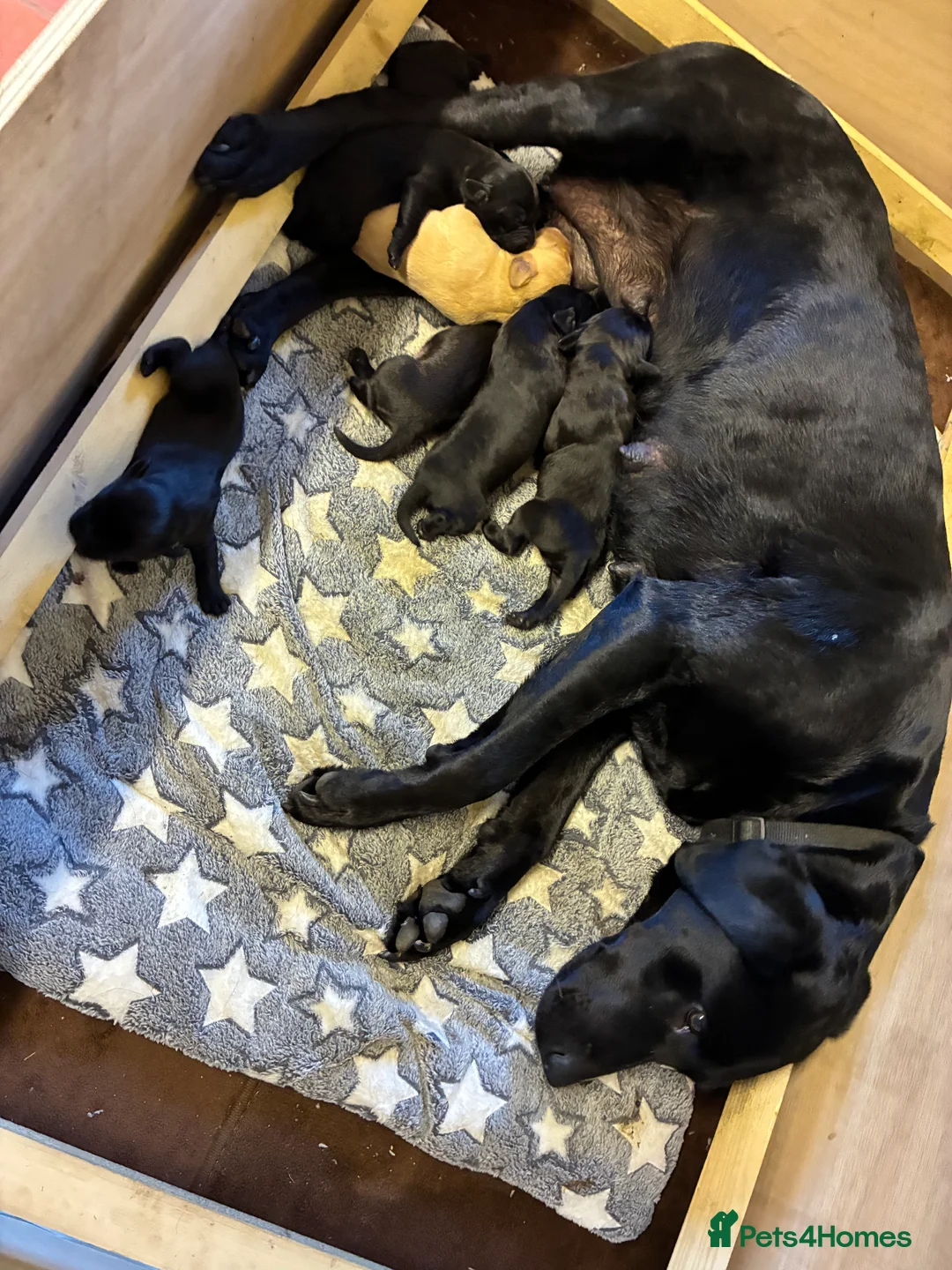 Labrador Retriever dogs for sale: Labrador puppies - Advert 2