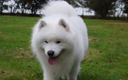 Samoyed dogs for stud: Top Quality KC Proven stud with Champion lineage  - Image 19
