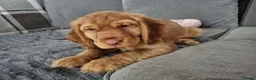 Cocker Spaniel dogs for sale: 🐾 Show Type Cocker Spaniel Boys – 2 Available - Advert 33