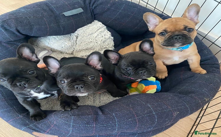 French Bulldog dogs - Advert 11