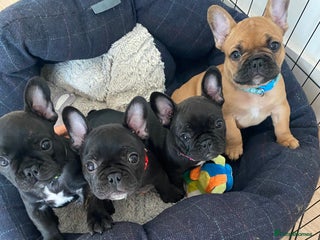 French Bulldog dogs - Advert 5