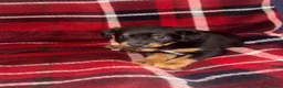 Mixed Breed dogs for sale: Jack Russell cross patterdale - Advert 4
