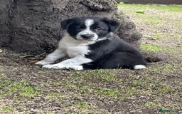 Border Collie dogs for sale: Last gorgeous boy available  - Image 8