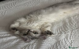 Ragdoll cats for sale: Ragdoll and Persian mixed kitty - Image 4