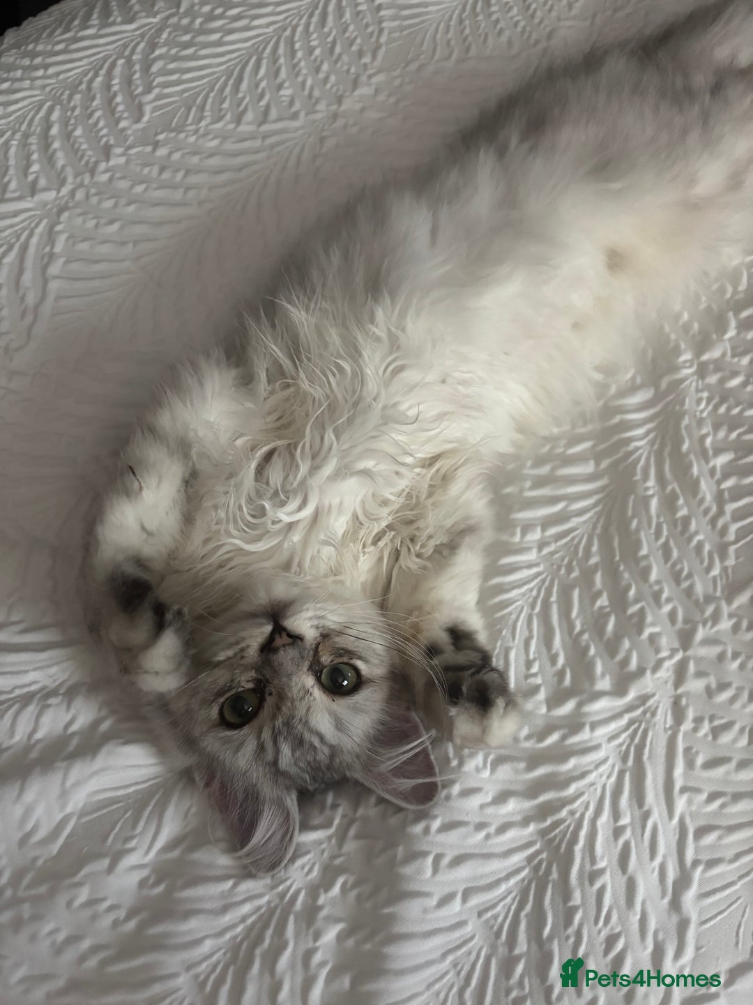 Ragdoll cats for sale: Ragdoll and Persian mixed kitty - Image 4