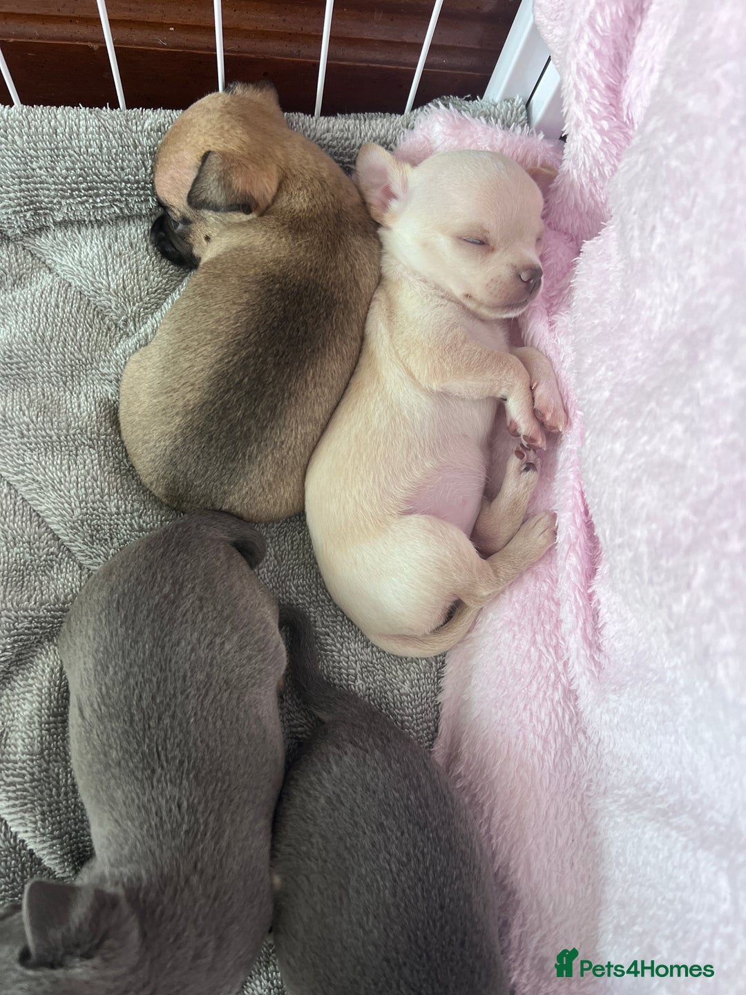 Chihuahua dogs for sale: Adorable apple head short coat chihuahua puppies.  - Image 4