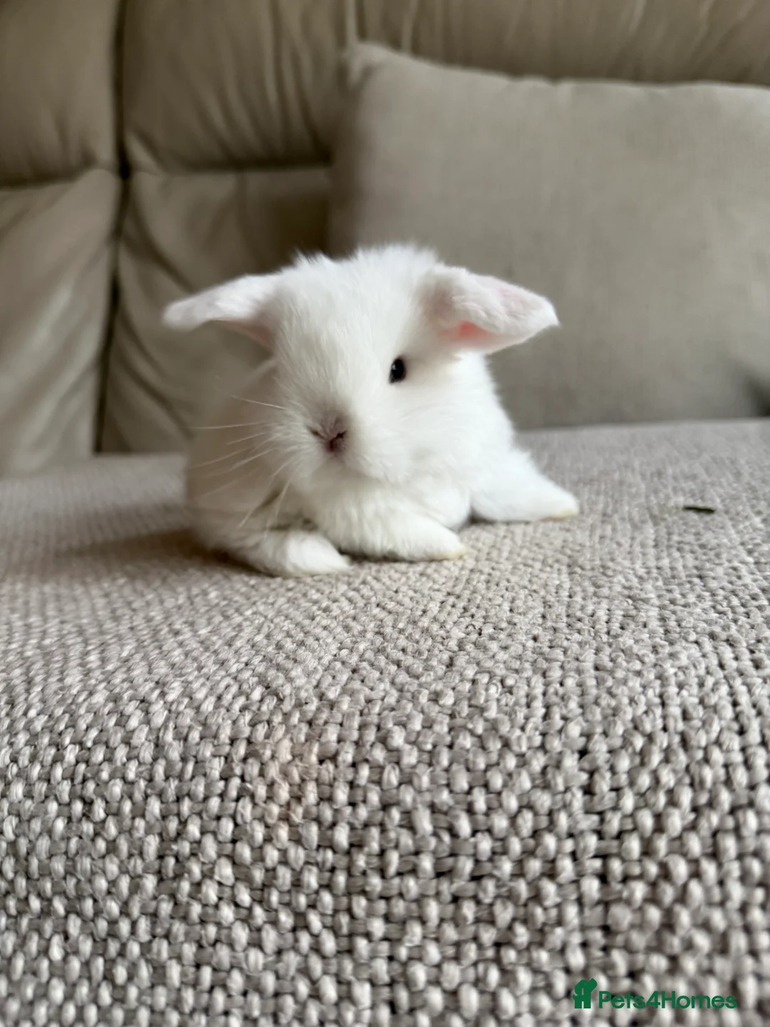 Mini Lop rabbits for sale: Mini Lops available - Advert 19