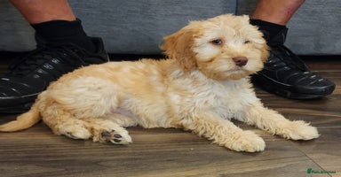 Cockapoo dogs - Advert 14