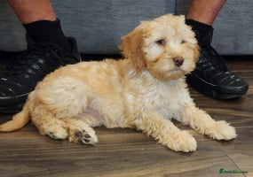 Cockapoo dogs - Advert 10