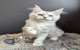 Maine Coon cats for sale: 2 outstanding girls from a shaded line  - Image 10