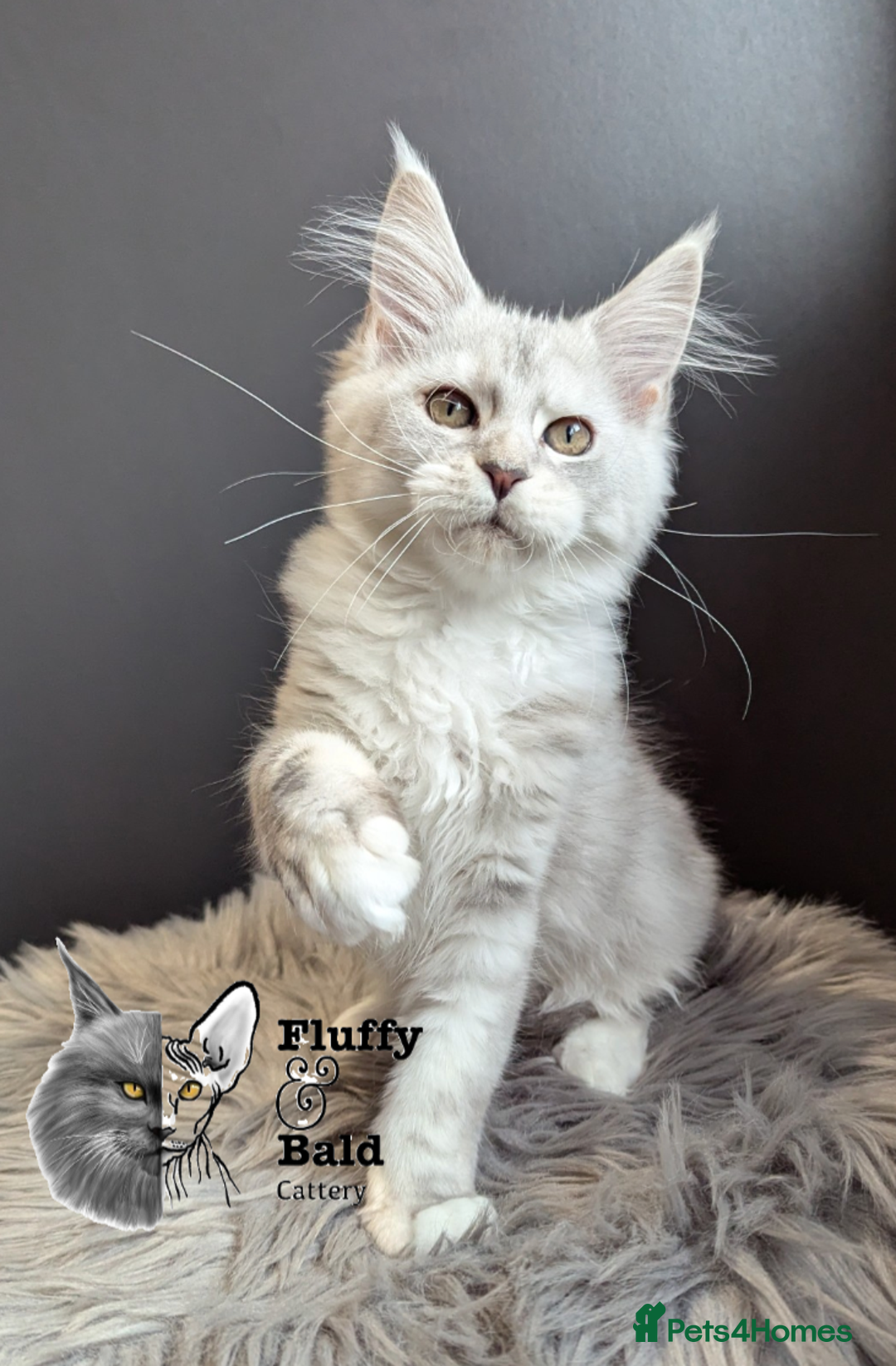 Maine Coon cats for sale: 2 outstanding girls from a shaded line  - Image 10
