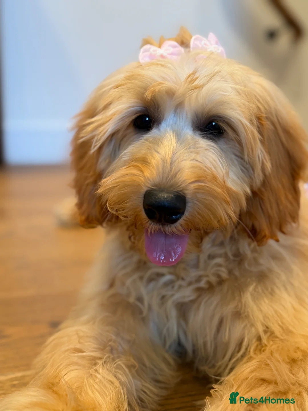 Mini Goldendoodle dogs for sale: 4.5 month old sweet mini Golden doodle - Advert 1