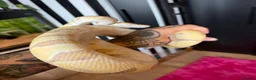 Python Snake reptiles for sale: Banana Royal Python will full set up - Advert 7