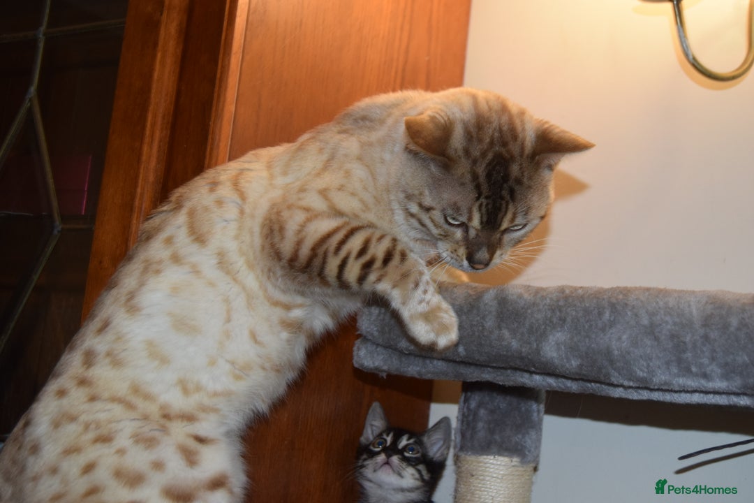 Bengal cats for sale: BEAUTIFUL HALF BENGAL KITTENS - Image 22