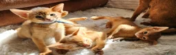 Abyssinian cats for sale: Abyssinian kittens for sale - Advert 24