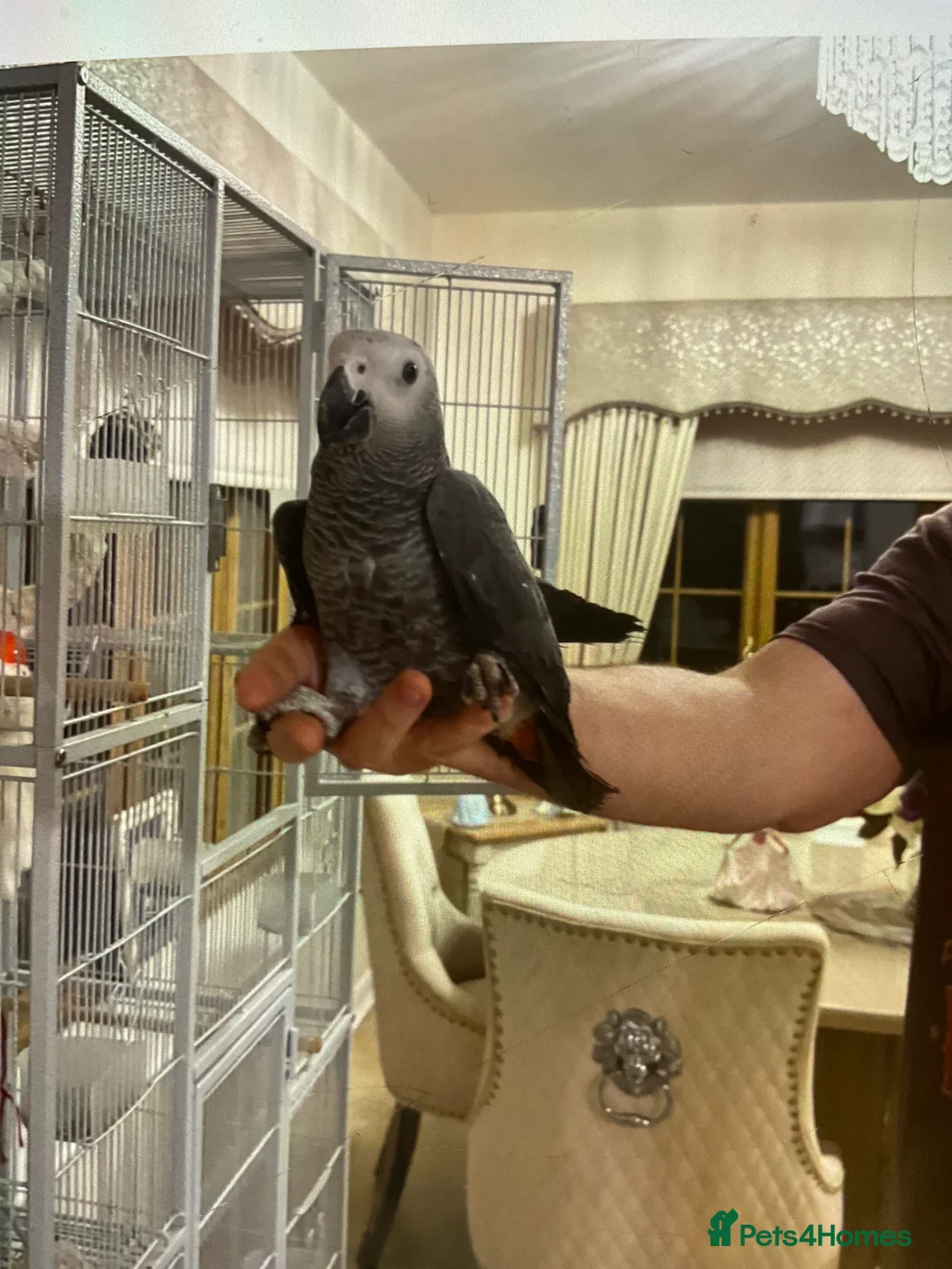 Parrots birds for sale: Beautiful African grey - Advert 1