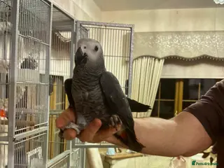 Parrots birds Beautiful African grey - Advert 1