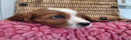 Cavalier King Charles Spaniel dogs for sale: Cavalier king charles pups - Advert 16