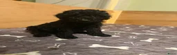 Cockapoo dogs for sale: Ready Now f1b Black & Brown Cockapoo Puppies! 🐾 - Advert 34
