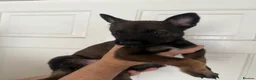 Belgian Shepherd Dog dogs for sale: Belgian malanois pups  - Advert 9
