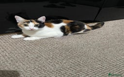 American Shorthair cats for sale: Loving cats for sale  - Image 2