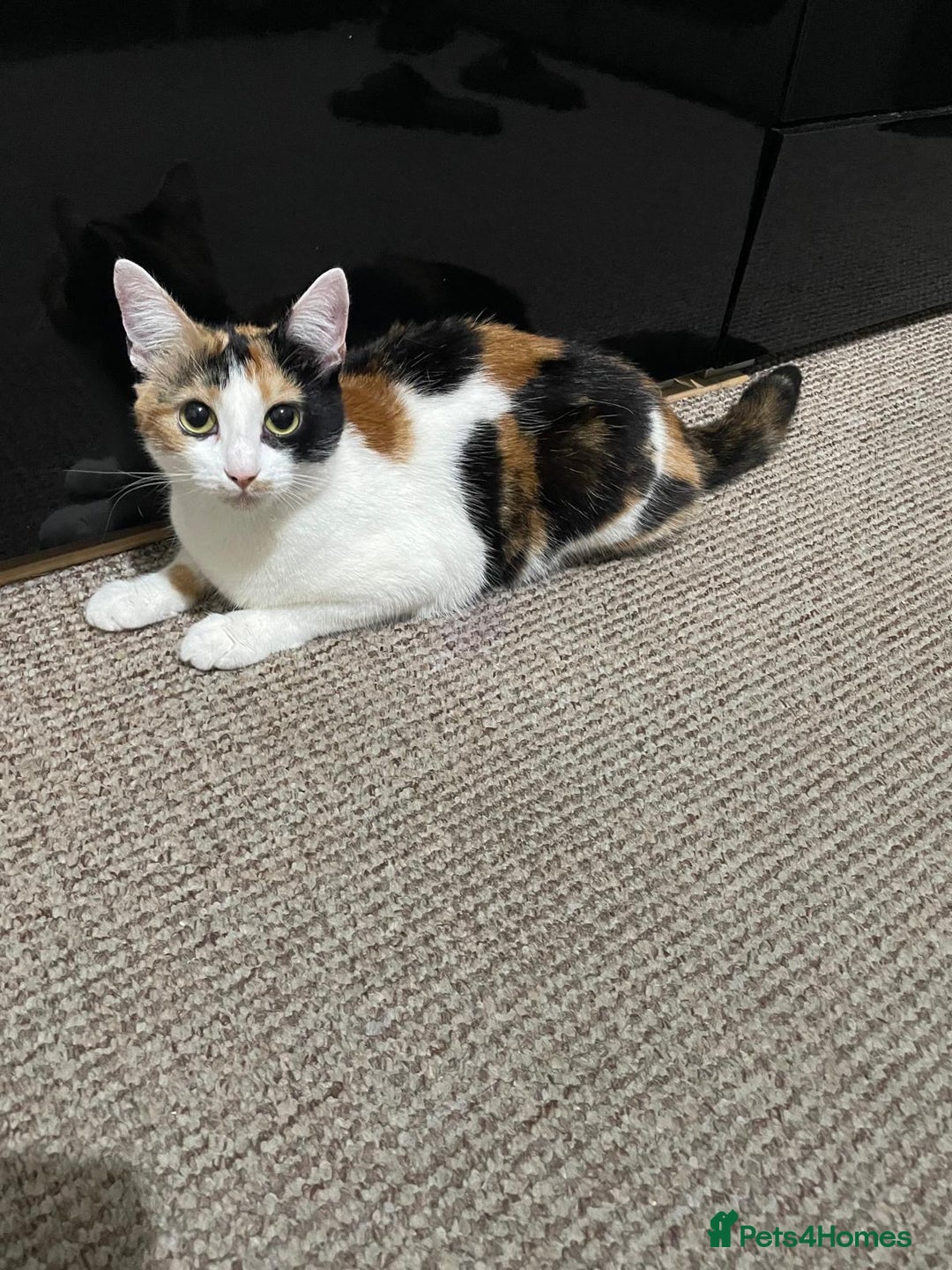 American Shorthair cats for sale: Loving cats for sale  - Image 2