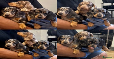 Miniature Dachshund dogs - Advert 7
