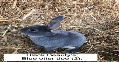 Rex rabbits - Advert 10