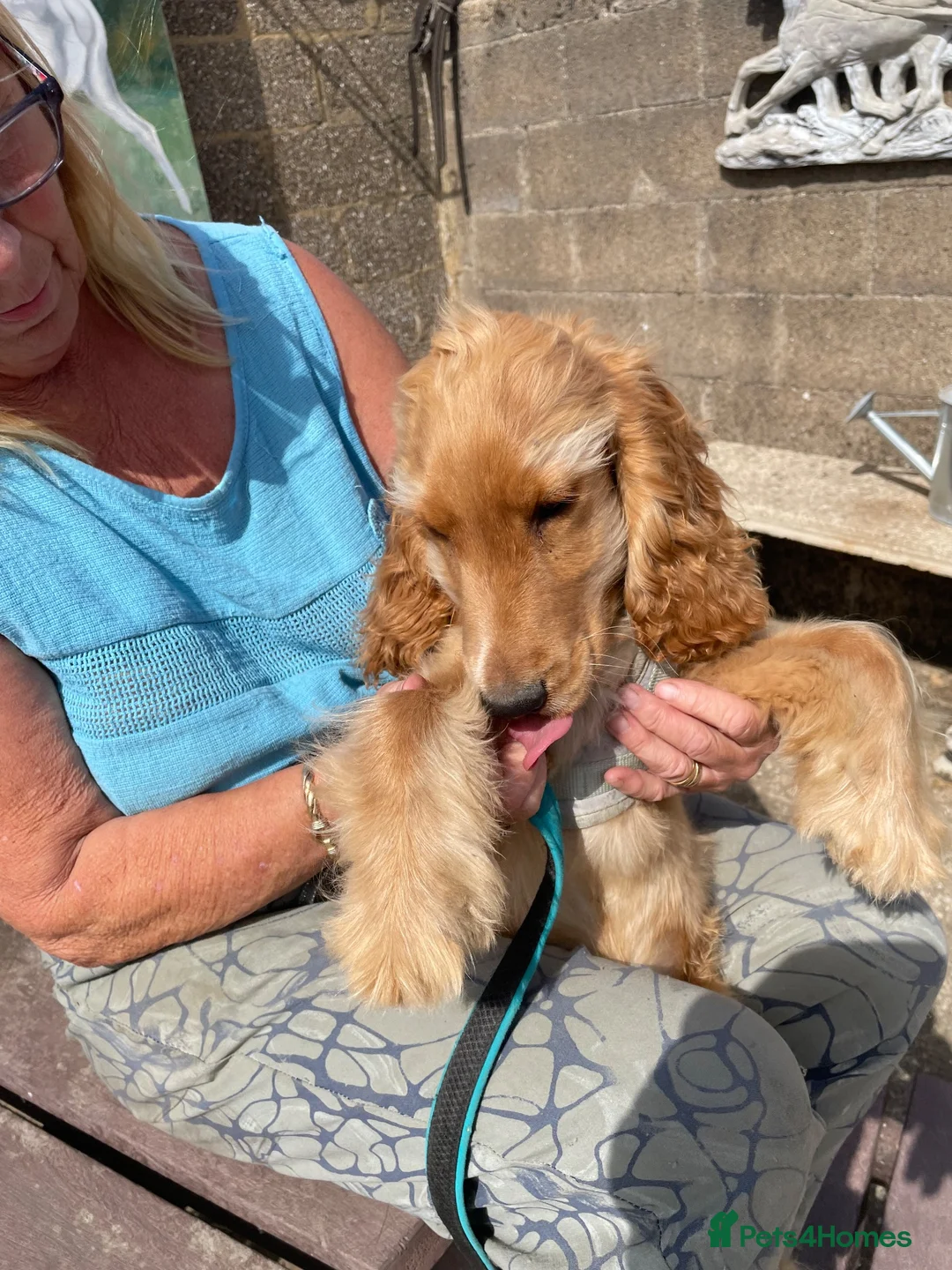 Cockapoo dogs for sale: LUCYS LAW HEALTH TESTED COCKERPOO BOY COCKERPOO - Advert 7