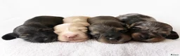 Miniature Dachshund dogs for sale: KC Reg Longhaired Miniature Dachshunds  in Johnstone - Advert 12