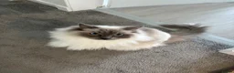 Ragdoll cats for sale: X2 Male Ragdolls for sale - Advert 3