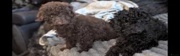 Labradoodle dogs for sale: 🐾Quality F1BB Fluffy Mini Labradoodle Pups🐾  - Advert 27
