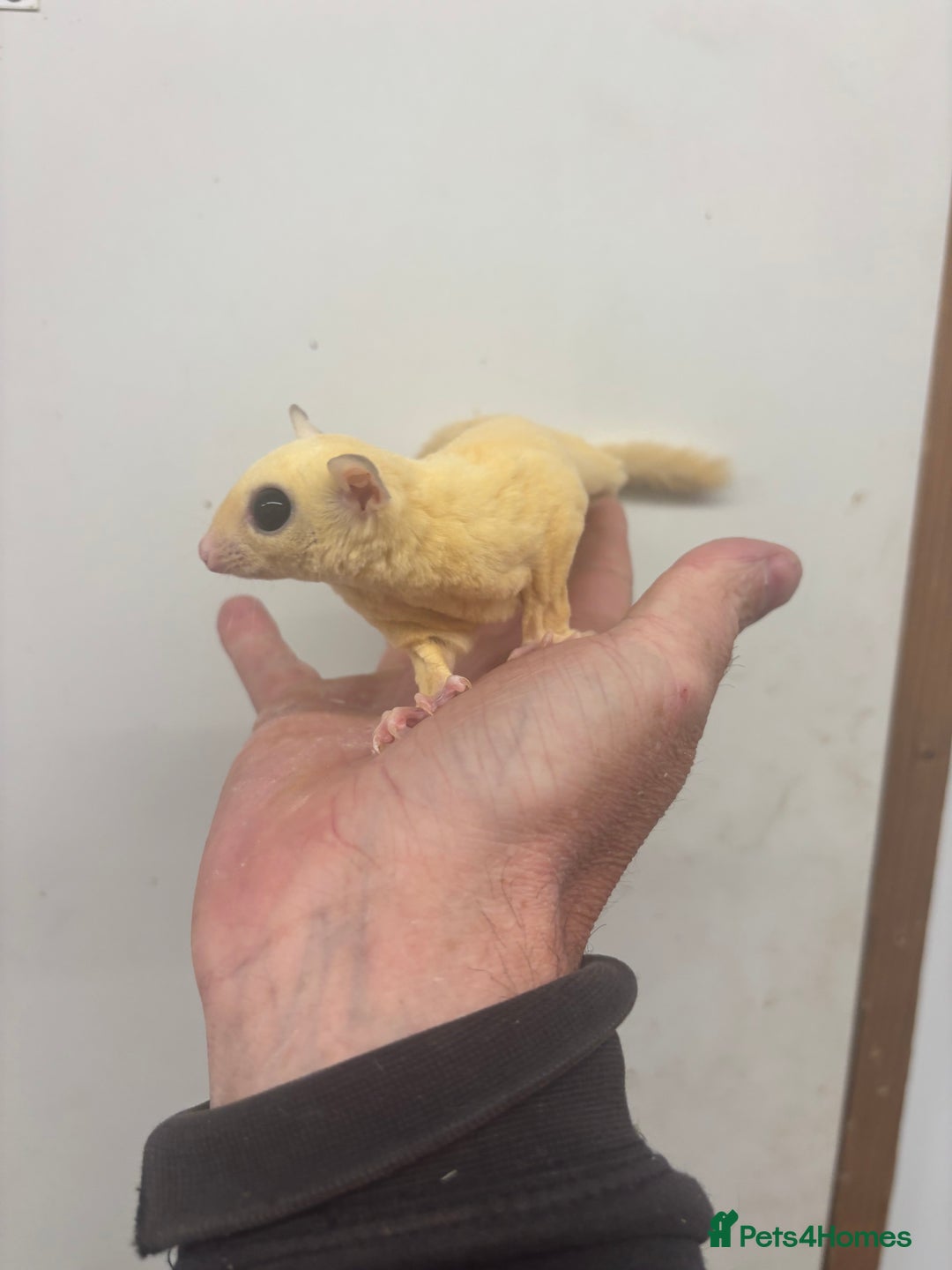 Sugar Glider rodents for sale: Baby sugar gliders  - Image 5