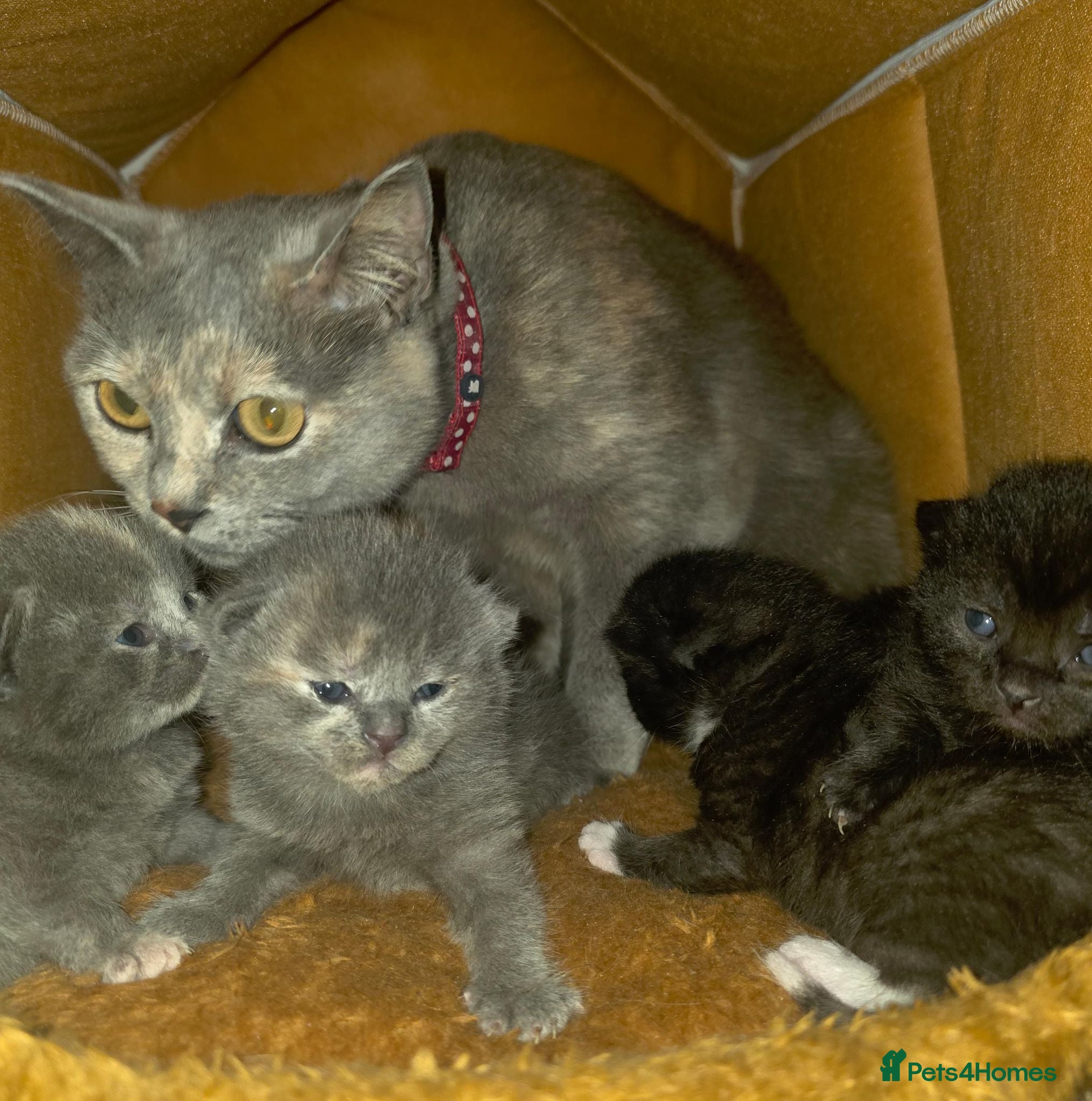 British Shorthair cats Lovely Baby Cats - Advert 1