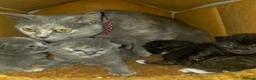British Shorthair cats for sale: Lovely Baby Cats in Coventry - Advert 1