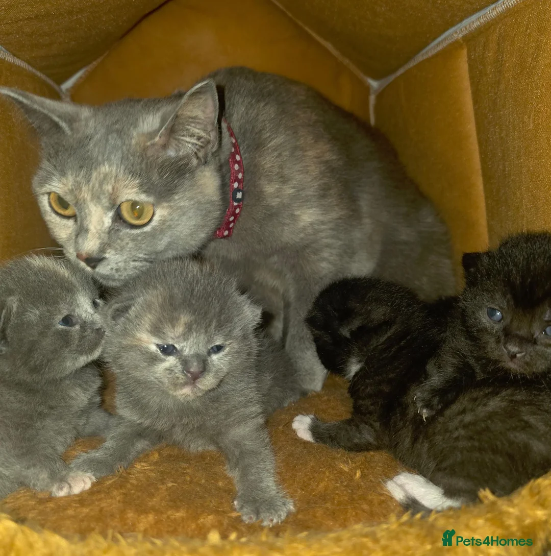 British Shorthair cats for sale: Lovely Baby Cats in Coventry - Advert 1