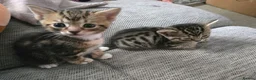 Bengal cats for sale: Beautiful Bengal X Kittens - Advert 11