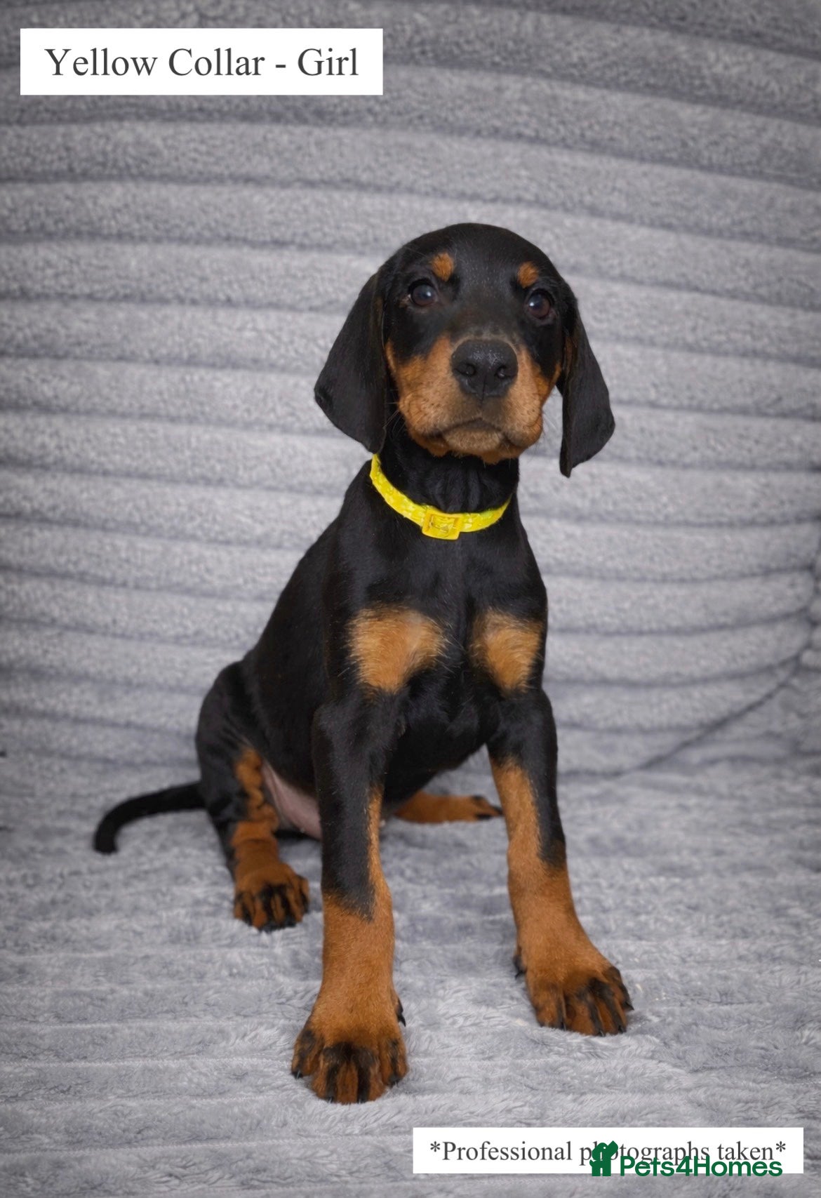Dobermann dogs Top KC Registered Doberman Pups! 🩷2 Girls Left!🩷 - Advert 8