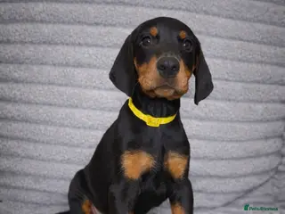 Dobermann dogs Top KC Registered Doberman Pups! 🩷2 Girls Left!🩷 - Advert 8