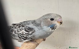 Budgerigars birds for sale: Budgies  - Image 18