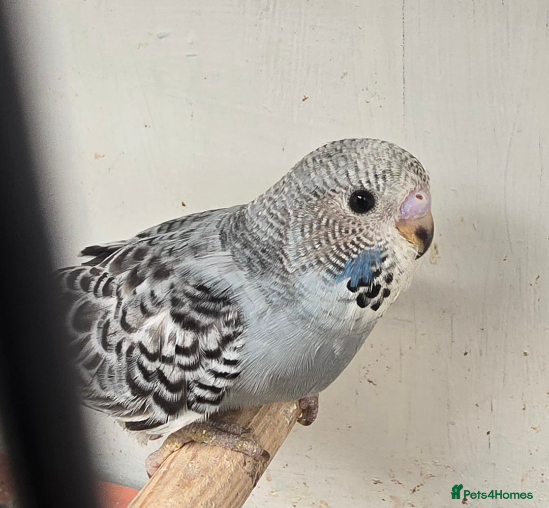 Budgerigars birds for sale: Budgies  - Image 18