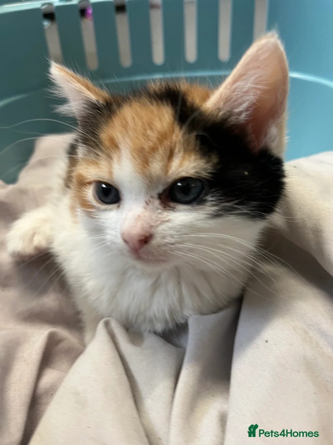 Mixed Breed cats for sale: Stunning MixedBreed Calico & TortoiseShell Kittens - Advert 3