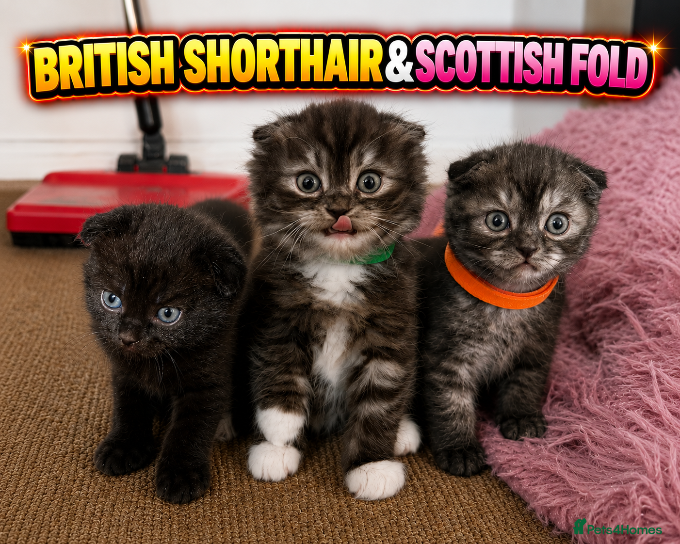 Mixed Breed cats GORGEOUS British ShortHair&Scottish Fold Kittens - Advert 5